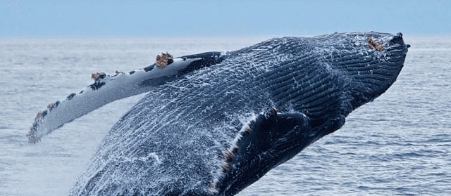 Discover Marine Magic with Whale Watching Kid Friendly Tour Agencies